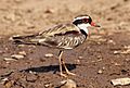 Black-fronted-dotterel444