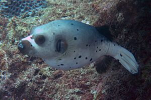 BlackSpotted PufferFishSept2006.jpg