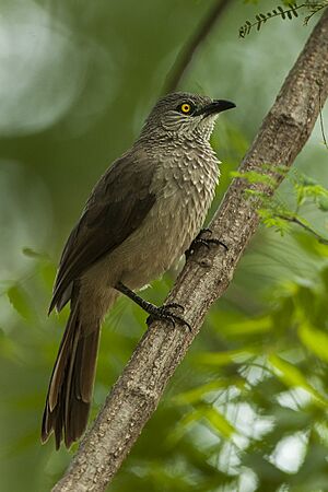 Brown Babbler - KenyaNH8O0619 (19540603722).jpg