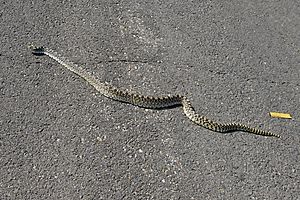 Bull Snake Wyoming closeup