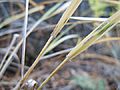 Calamagrostis rubescens (5192869172)