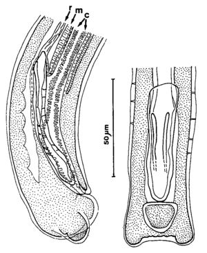 Capillaria bainae Justine & Radujkovic 1988 Figure 2G & 2H