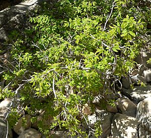 Celtis reticulata 1.jpg