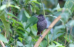 Chestnut-backed Antshrike (Thamnophilus palliatus).jpg