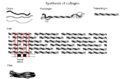 Collagen biosynthesis (en)