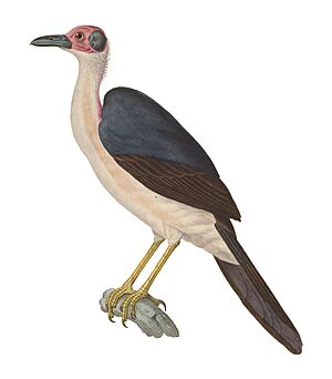 Corvus gymnocephalus 1838