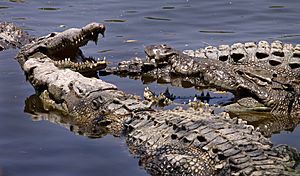 Croc conclave