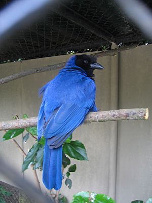 Cyanocorax caeruleus.jpg