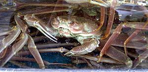 Daegu Yeongdeok crab.jpg