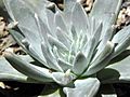 Dudleya gnoma rosette