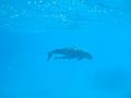 Dugong Lamen Island Epi Vanuatu.jpeg