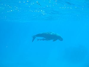 Dugong Lamen Island Epi Vanuatu