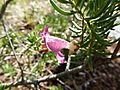 Eremophila alternifolia (Kings Park)