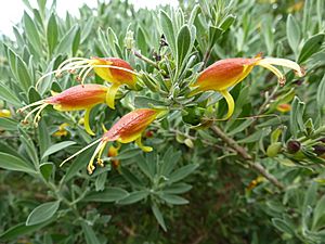 Eremophila glabra flowers.JPG