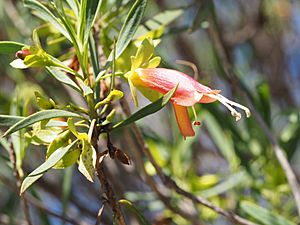 Eremophila oldfieldii (leaves and flowers).jpg