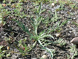 Eryngium aristulatum parishii.jpg