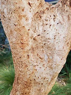 EucalyptusGregoriensis BotGartenMelbourne-20171124-2b