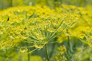 Fennel flower heads