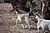 Goats - Wilpena Pound.JPG