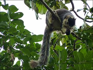 GrizzledSquirell-cauvery wls