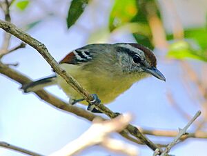 Herpsilochmus rufimarginatus-Rufous-winged Antwren (female).JPG