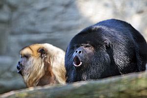 Howler monkey