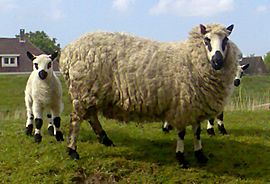Kerry Hill ewe and lamb