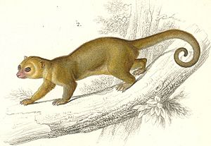 Kinkajou.jpg