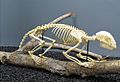 Kinkajou skeleton