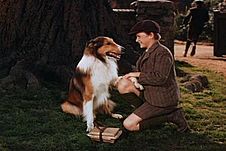 Lassie and Joe