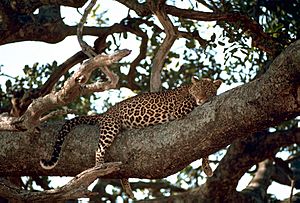 Leopard on the tree