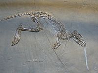 Leptictidium auderiense skeleton.JPG