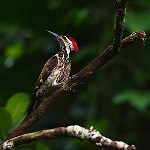 Lesser Goldenback