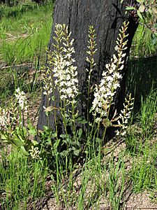 Lomatia ilicifolia