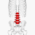 Lumbar vertebrae animation4