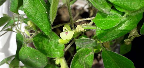 Macrotyloma Uniflorum flower 01