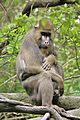 Mandrillus sphinx at the Bronx Zoo 008