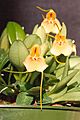 Masdevallia pteroglossa