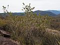 Melaleuca comboynensis habit