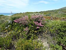 Melaleuca papillosa 01