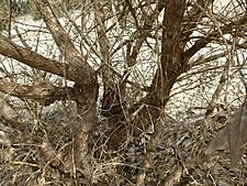 Melaleuca quadrifaria (bark)