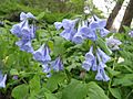 Mertensia virginica (Flower)