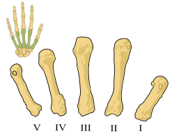 Metacarpals numbered-en.svg