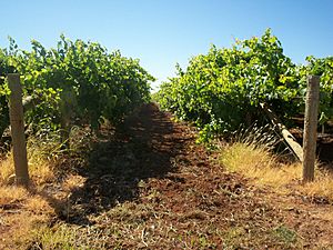 Mildura vines