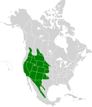 Myotis ciliolabrum map.svg