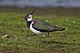 Northern-Lapwing-Vanellus-vanellus.jpg