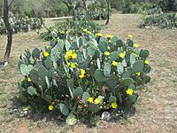 Opuntia lindheimeri in bloom, Llano County, TX IMG 1921