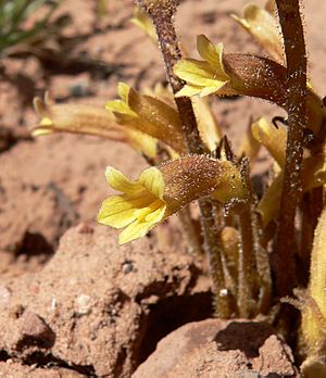 Orobanche fasciculata 8.jpg