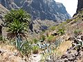 Palm Tree Canyon