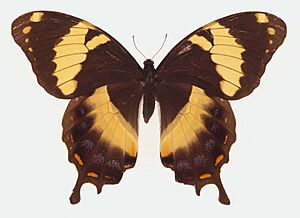 Papilio homerus ulster.jpg